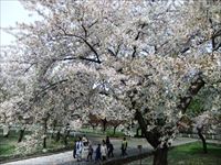 桜の絨毯を歩く