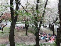桜を楽しむ園児たち