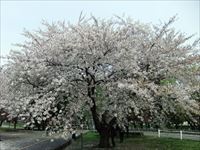 農試公園の桜標準木