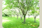 12.緑地内の桜の木々