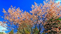 桜と真っ青な空